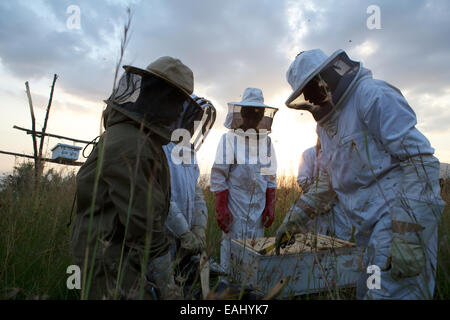 I keniani imparare il metodo di top-bar l'apicoltura. Albero della Vita apicoltura insegna questo metodo di apicoltura in tutta l Africa orientale Foto Stock