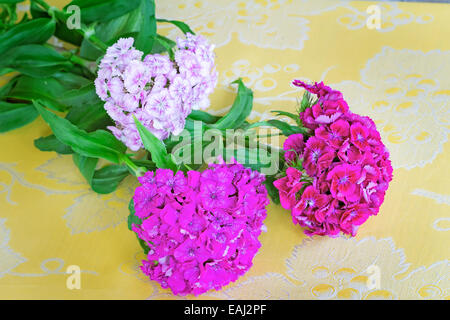 Bella rosa luminoso fiori di garofano. Sono presentati da un close up su una tavola contro un panno di seta. Foto Stock