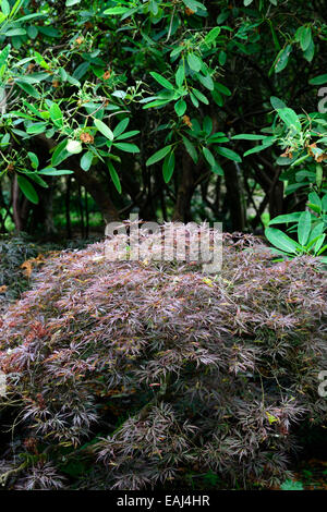 Acer palmatum dissectum viola foglie fogliame albero a foglie decidue alberi cupola di forma a cupola a forma di acero giapponese aceri floreale RM Foto Stock