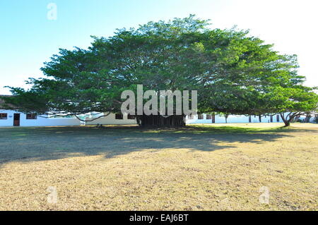 Grandi alberi di fico al di fuori di alloggio a De Hoop, la zona umida Ramsar vicino Bredasdorp, Western Cape, Sud Africa. Foto Stock