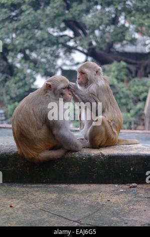 Le scimmie vicino Munshi Ghat Varanasi Foto Stock