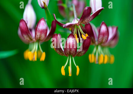 Il Lilium martagon mattina russo giglio rosso gigli turk turchi cap fiore fiori fioritura ritratto di messa a fuoco selettiva floreale RM Foto Stock