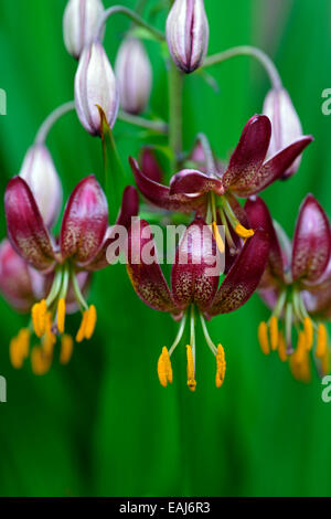 Il Lilium martagon mattina russo giglio rosso gigli turk turchi cap fiore fiori fioritura ritratto di messa a fuoco selettiva floreale RM Foto Stock