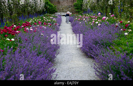 Doppio bordo erbacee peonia paeonia nepeta delphinium rosa bianco rambler pauls Himalayan Musk sentiero Monte congreve gardens Foto Stock