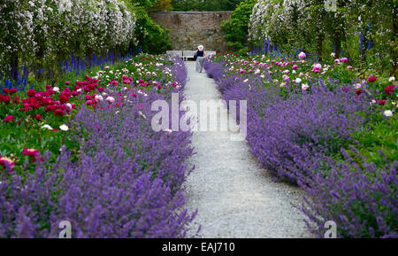 Doppio bordo erbacee peonia paeonia nepeta delphinium rosa bianco rambler pauls Himalayan Musk sentiero Monte congreve gardens Foto Stock