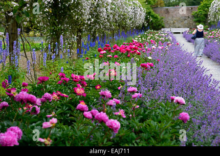 Doppio bordo erbacee peonia paeonia nepeta delphinium rosa bianco rambler pauls Himalayan Musk sentiero Monte congreve gardens Foto Stock