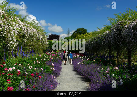 Doppio bordo erbacee peonia paeonia nepeta delphinium rosa bianco rambler pauls Himalayan Musk sentiero Monte congreve gardens Foto Stock