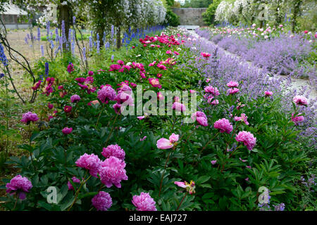 Doppio bordo erbacee peonia paeonia nepeta delphinium rosa bianco rambler pauls Himalayan Musk sentiero Monte congreve gardens Foto Stock