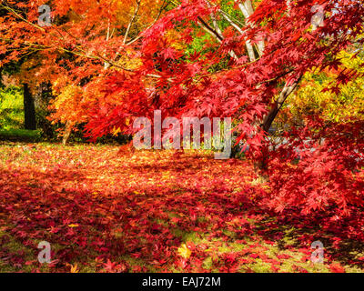 Oro colorato giallo arancione e rosso giapponese alberi di acero con foglie di autunno su tree (Acer palmatum) e sparsi su erba in autunno. Copia dello spazio. Foto Stock