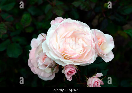 Rosa inglese Miss Rose fiore rosa floribunda fioritura fragranti fiori profumati fiori RM Foto Stock