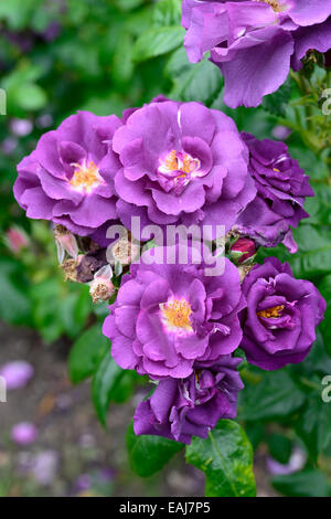 Rosa Rhapsody in Blue frantasia rose fiore viola i fiori sbocciano fioritura arbusti arbusto floriferous floreale RM Foto Stock