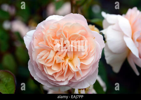 Rosa dolce Giulietta ausleap rose fiore doppio di pesche albicocche arbusti arbusto colori colore fioritura fiori floreali RM Foto Stock