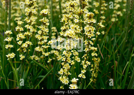 Sisyrinchium striato giallo Erba eyed closeup ritratti vegetali petali di fiori crema fiorite perenni RM Floral Foto Stock