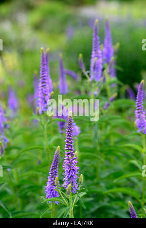 Veronica longifolia Giardino Speedwell Long-Leaf Speedwell Pseudolysimachion longifolium viola fiore fiori picchi floreale RM Foto Stock
