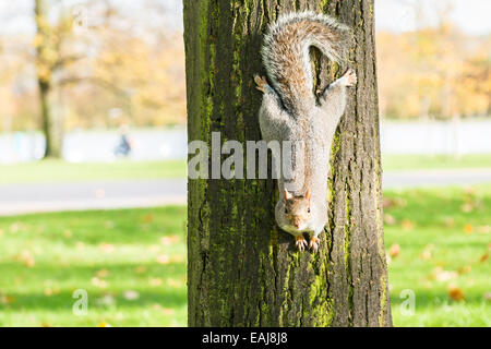 Squirrel grigio in piedi capovolto sul tronco di un albero nei giardini di Kensington, Londra, Regno Unito Foto Stock