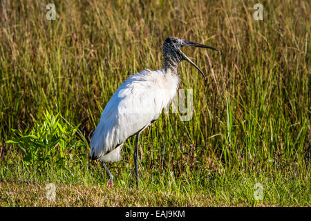 Un legno stork nelle paludi lungo la Anhinga Trail del parco nazionale delle Everglades, Florida, Stati Uniti d'America. Foto Stock