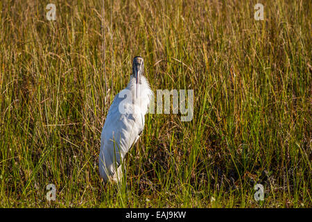 Un legno stork nelle paludi lungo la Anhinga Trail del parco nazionale delle Everglades, Florida, Stati Uniti d'America. Foto Stock