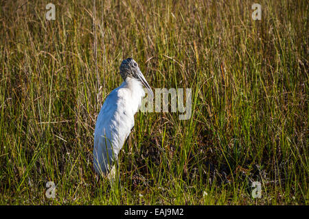 Un legno stork nelle paludi lungo la Anhinga Trail del parco nazionale delle Everglades, Florida, Stati Uniti d'America. Foto Stock