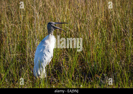 Un legno stork nelle paludi lungo la Anhinga Trail del parco nazionale delle Everglades, Florida, Stati Uniti d'America. Foto Stock