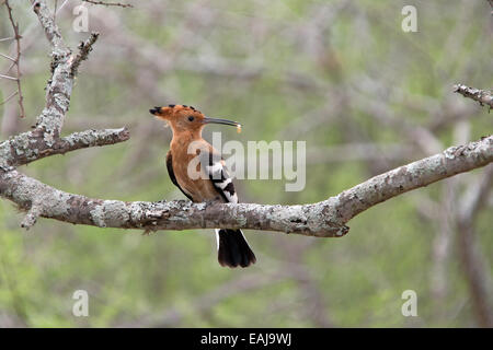 Early Bird ottiene il worm. African Upupa appollaiato sul ramo con la vite senza fine nel suo becco Foto Stock