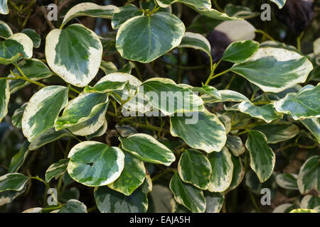 Di grandi dimensioni, altamente variegato fogliame della Nuova Zelanda di latifoglie, Griselinia littoralis 'Variegata' Foto Stock