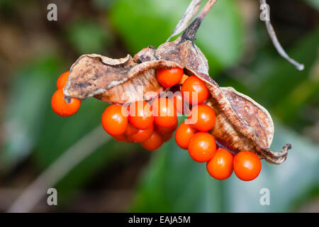 Autunno rosso semi del Regno Unito nativo iris puzzolente, Iris foetidissima Foto Stock