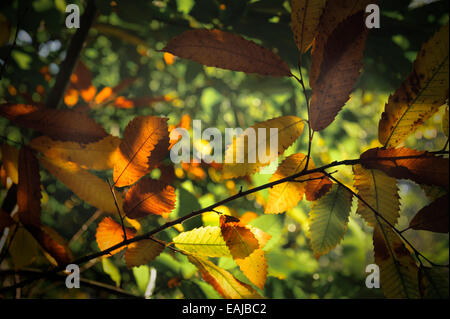 Dolce di castagne, foglie di autunno con la luce del sole che filtra attraverso.Castanea stavia. Foto Stock