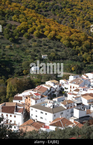 Il villaggio di Igualeja circondato da boschi di castagno Serrania de Ronda, Spagna meridionale. Foto Stock