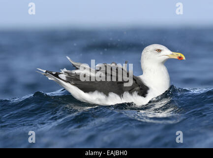 Grande nero-backed Gull - Larus marinus Foto Stock