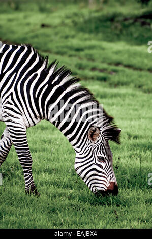 Un pascolo zebra sull'erba verde del lago Nakuru National Park in Kenya. Foto Stock