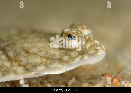 - La passera di mare Pleuronectes platessa Foto Stock