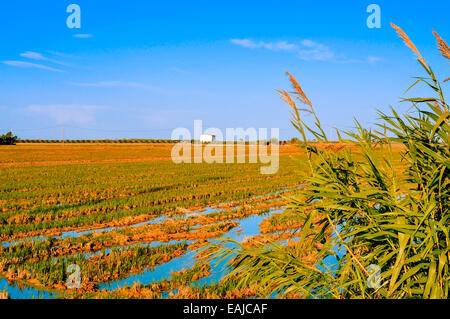 Vista di una risaia nel Delta del Ebro, in Catalogna, Spagna Foto Stock