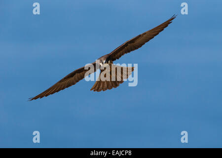 Falco di Eleonora - Falco eleonorae Foto Stock