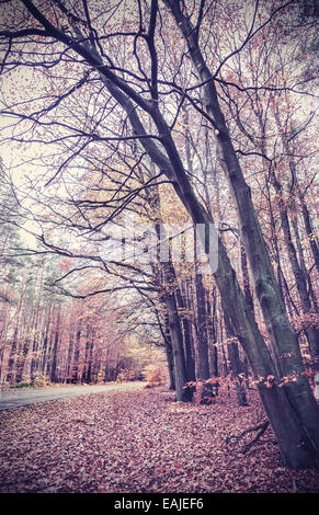 Retro Vintage immagine filtrata di una foresta autunnale. Foto Stock