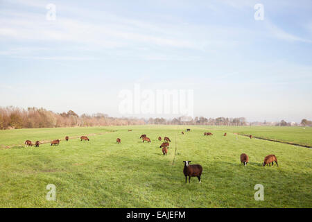 Pecora marrone in olandese prato nei pressi di Utrecht nei Paesi Bassi Foto Stock