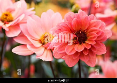 Dahlia 'Classic Poeme' crescono in un confine erbacee. Foto Stock