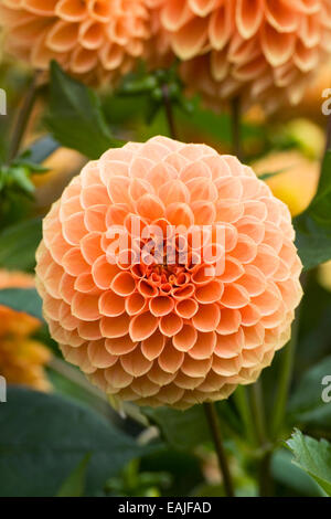 Dahlia 'Oakwood Naranga' crescono in un confine erbacee. Foto Stock