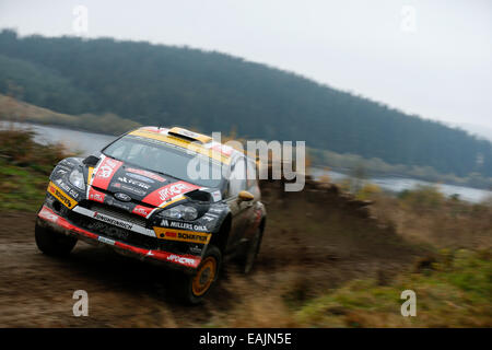 Cerrigydrudion, Galles. Xvi Nov, 2014. FIA World Rally Championship, Rally Galles GB. Martin Prokop e Jan Tomanek della Repubblica ceca competere nel Jipocar Czech National Team Ford Fiesta RS WRC durante la Alwen 2 tappa il giorno 4. Credito: Azione Sport Plus/Alamy Live News Foto Stock