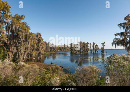 Cypress Cove visto dal litorale con muschio Spagnolo appeso in alberi in una giornata di mare calmo con il cielo limpido nella Florida Centrale USA Foto Stock