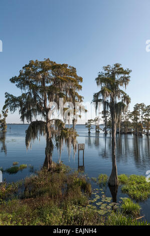 Cypress Cove visto dal litorale con muschio Spagnolo appeso in alberi in una giornata di mare calmo con il cielo limpido nella Florida Centrale USA Foto Stock