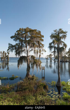 Cypress Cove visto dal litorale con muschio Spagnolo appeso in alberi in una giornata di mare calmo con il cielo limpido nella Florida Centrale USA Foto Stock