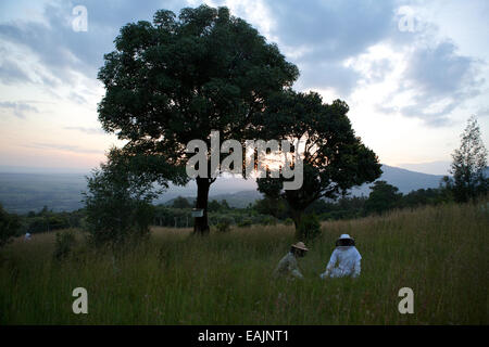 I keniani imparare il metodo di top-bar l'apicoltura. Albero della Vita apicoltura insegna questo metodo di apicoltura in tutta l Africa orientale Foto Stock