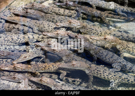 Little baby coccodrilli. Allevamento allevamento piccolo coccodrillo di acqua salata farm Darwin, in Australia. Crocodylus porosus. Foto Stock