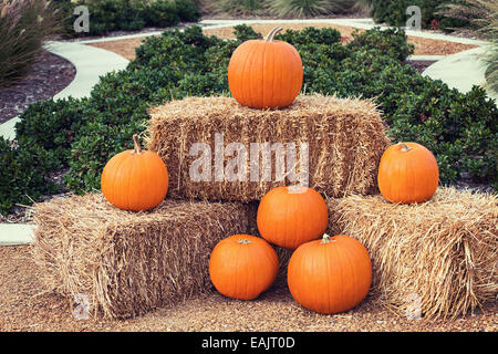 Disposizione di zucca su balle di fieno Foto Stock