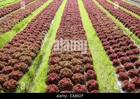 Rosso sano le lattughe coltivate in terreni agricoli Foto Stock