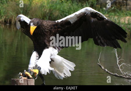 Pacific Steller's sea eagle (Haliaeetus pelagicus) in volo durante un uccello da preda di dimostrazione di toccare in basso Foto Stock