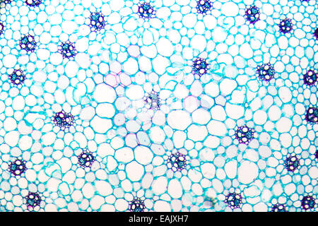 Stelo di mais sezione trasversale , con tipici monocotiledone disposizione dei fasci vascolari. Micrografia di luce. Foto Stock