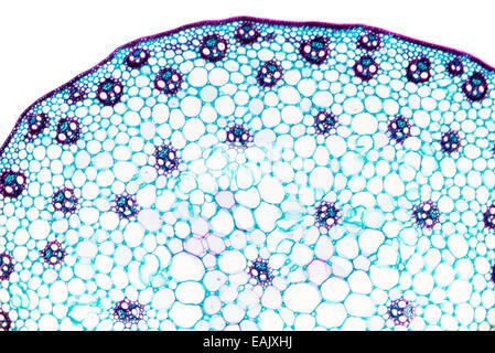 Stelo di mais sezione trasversale , con tipici monocotiledone disposizione dei fasci vascolari. Micrografia di luce. Foto Stock