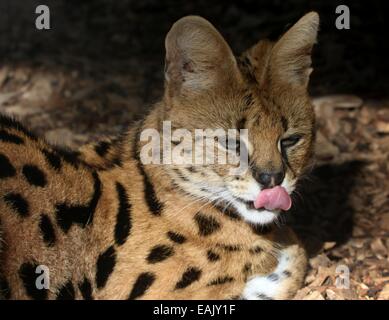 Close-up della testa dell'African Serval (Leptailurus serval) leccamento delle labbra Foto Stock