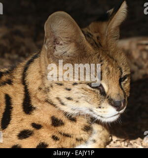 Close-up della testa dell'African Serval (Leptailurus serval) godendo il sole Foto Stock